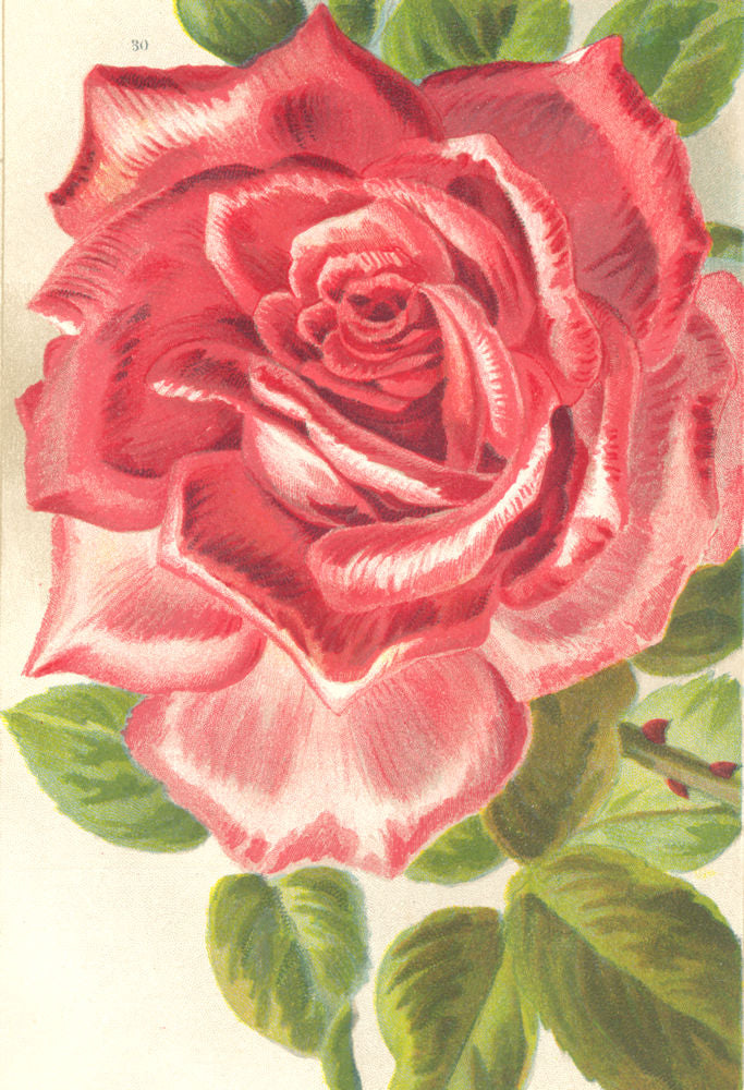 ROSES. Mrs. W. J. Grant 1903 old antique vintage print picture